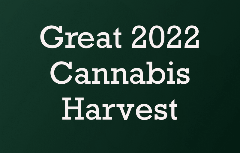 Great 2022 Cannabis Harvest