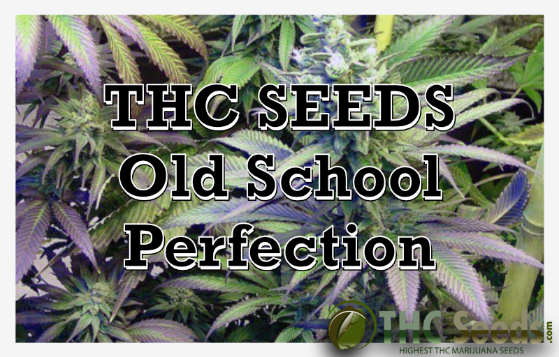 THC SEEDS Old School Perfection