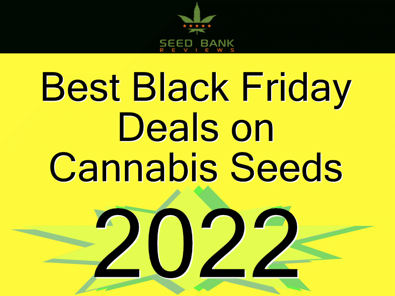 2022 Best Black Friday Deals on Cannabis Seeds