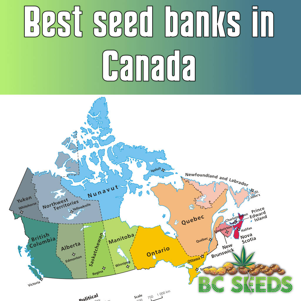 Best seed banks in Canada