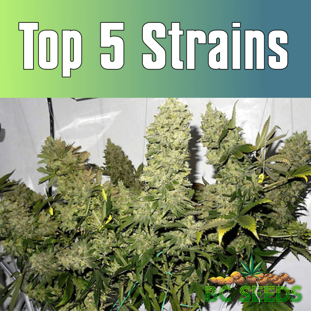 Top 5 strains